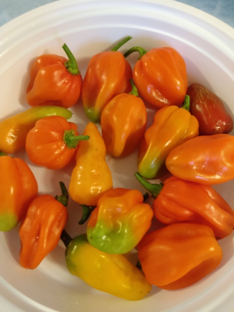 Bowl full of ripe red and yellow habanero peppers