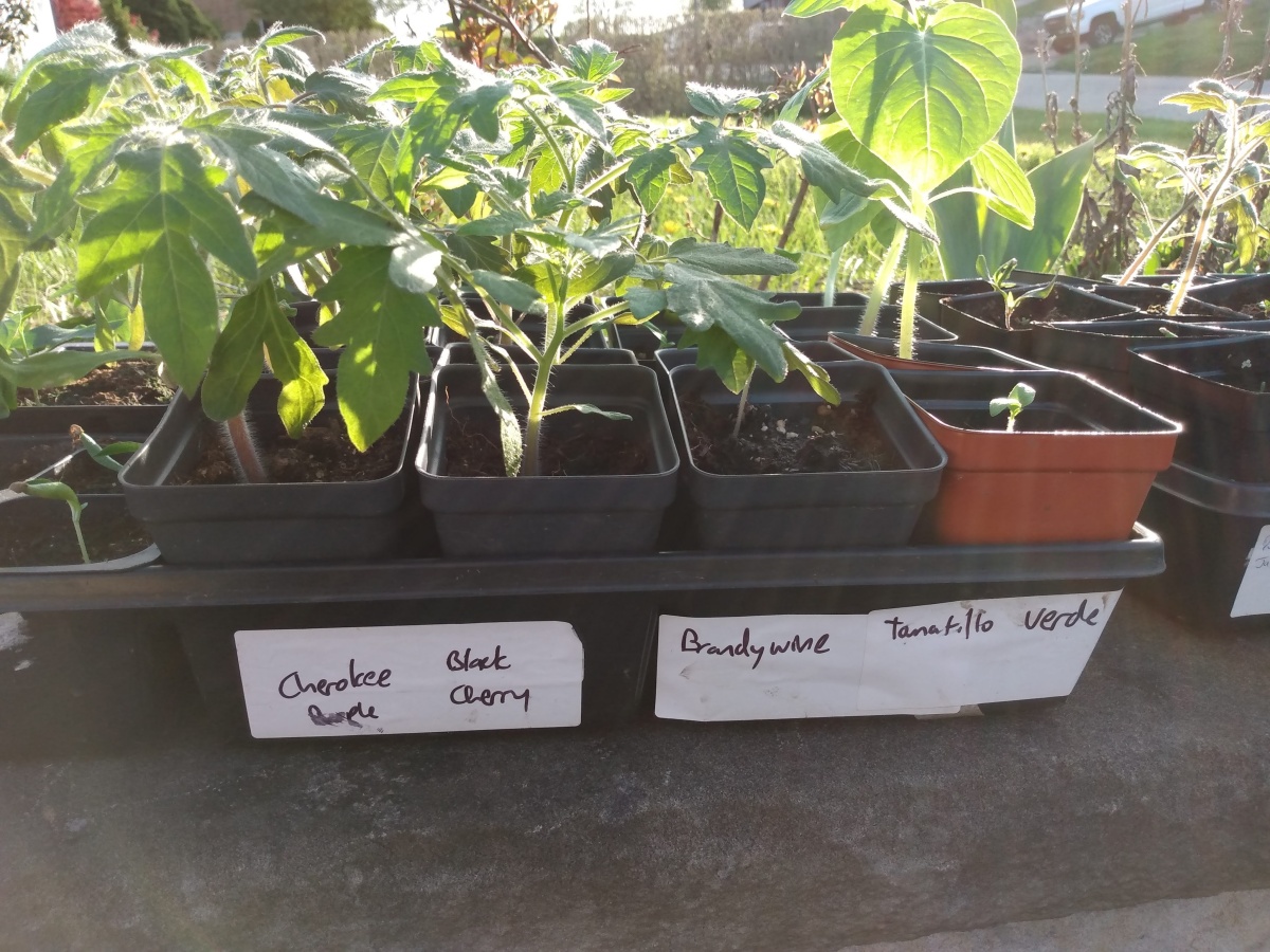 2022 Plant Sale – Now concluded!